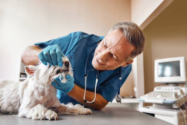 Best 24-Hour Dental Clinic Near Me  in South Whitley, IN